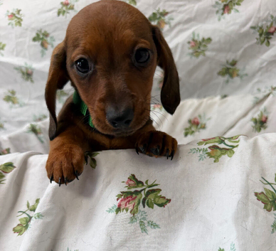 Beautiful Miniature Dachshund puppies for sale