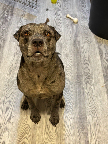 STILL FOR SALE No timewasters plz Alapaha bulldog x sharpei