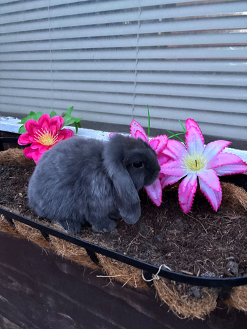 Beautiful mini lop babes