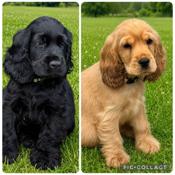 Beautiful Show Cocker Spaniel Puppies