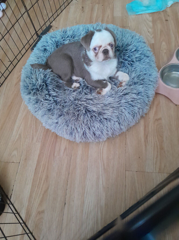 Puppy for sale