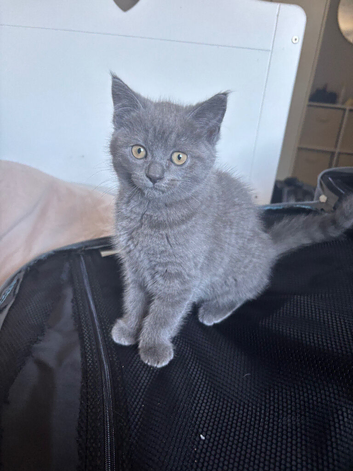British shorthair x ragdoll