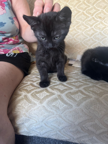 Kittens for sale