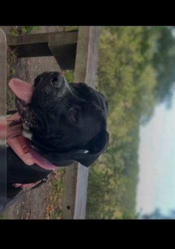 Female 1 1/2 year cane Corso