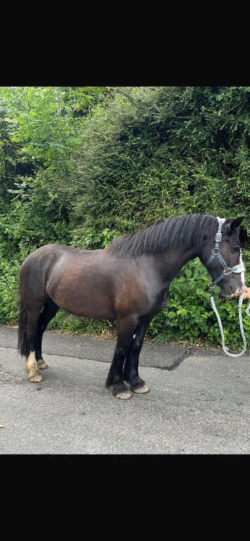 14.1hh Cob Mare