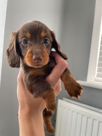 Kc long haired miniature dachshund