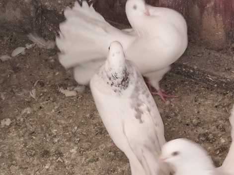 Fantails and fancies  pigeons