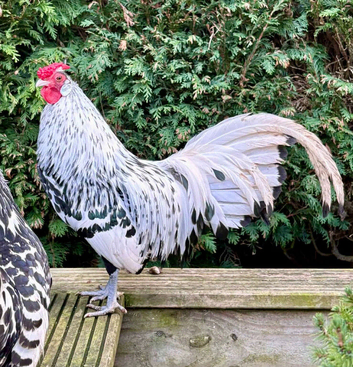 Silver Spangled Hamburg and Black Leghorn chicks