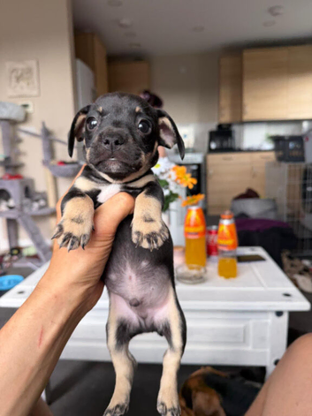 Dachshund cross French bulldog puppy's for sale