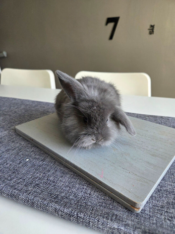 Lionhead/teddy