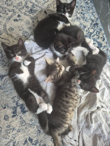 Beautiful tuxedo girl kittens