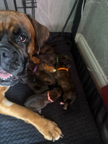 KC registered brindle Boxers