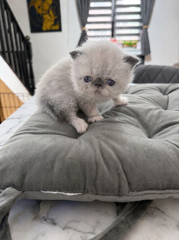 Beautiful Persian Kittens &ndash; Ready Soon