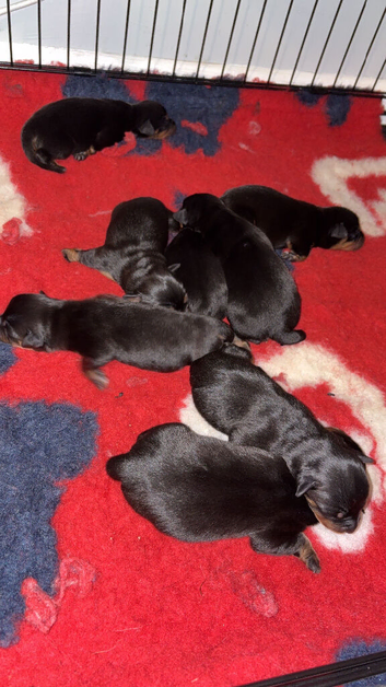Rottweiler pups
