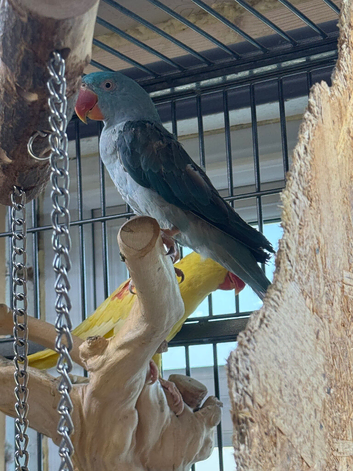 Blue female alexandrine for sale