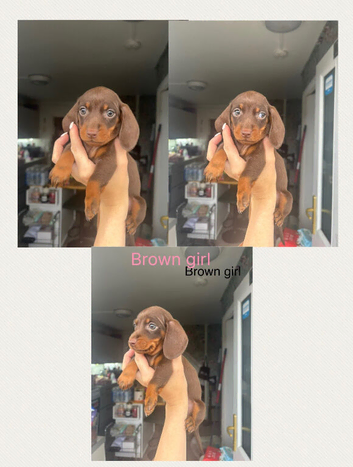Beautiful mini Dachshunds for sale