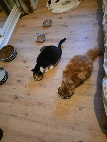 2 cats for sale for &pound;100 together