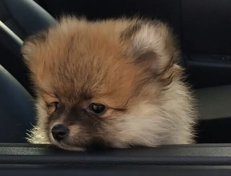 Beautiful teddy face female