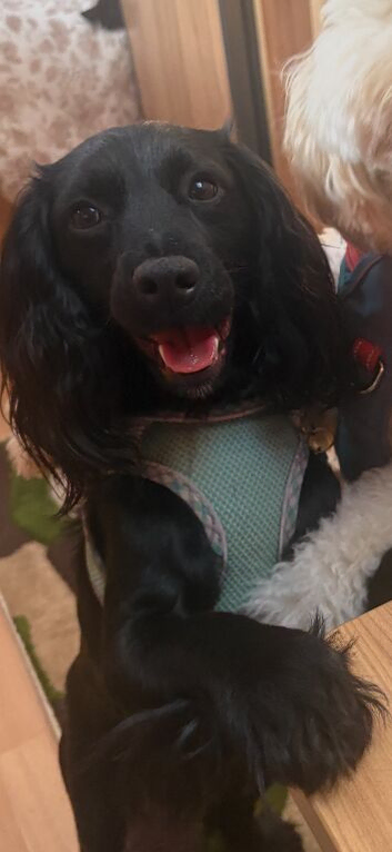 Cockpoo cross cockle spaniel