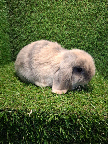 MINI LOP BOYS