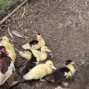 7 x 3 week old Muscovy ducklings