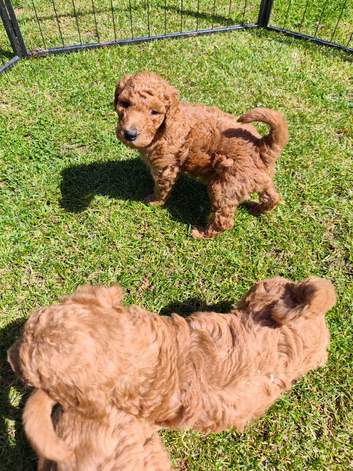 KC Standard Poodle Puppies