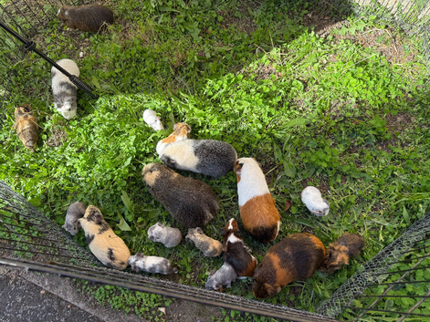 Various baby guinea pigs