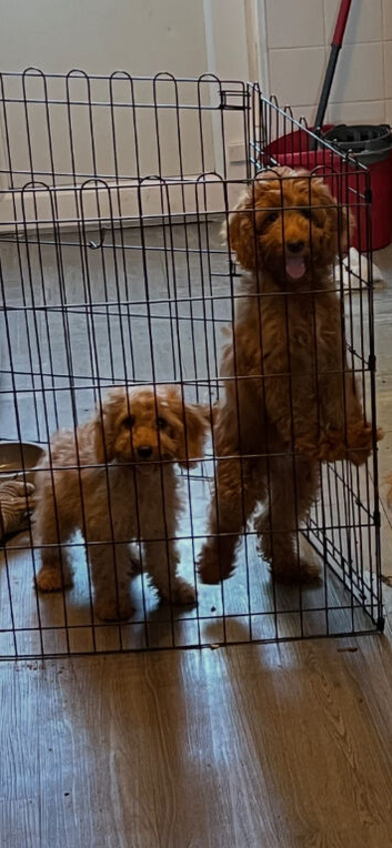 Cockapoo puppy's