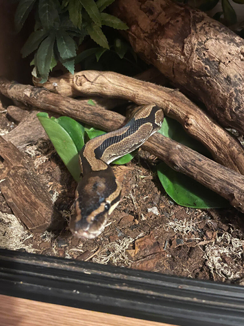 4 year old male ball python