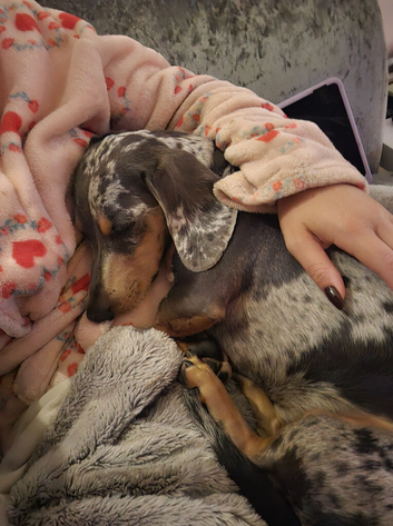 Dachshund
