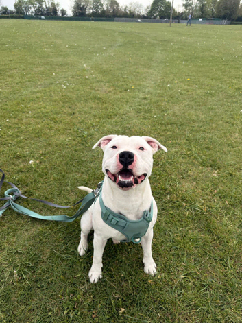 White Staffordshire Bull Terrier for Stud