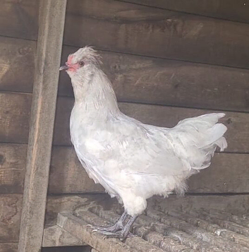 PURE LAVENDER COCKEREL