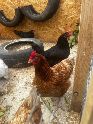 Hens