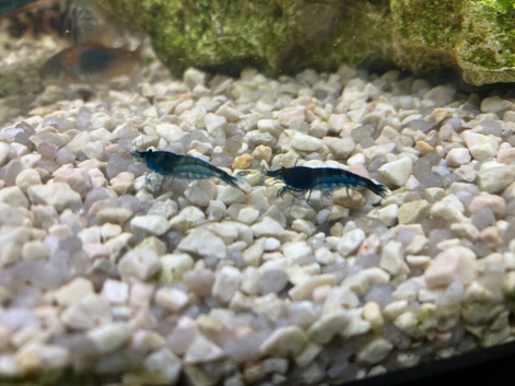 small blue shrimps