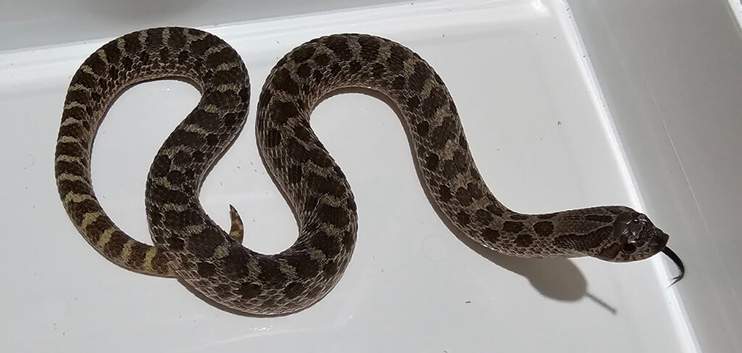 Beautiful Sable Male
