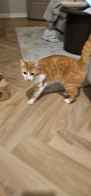 Our cat need a new home