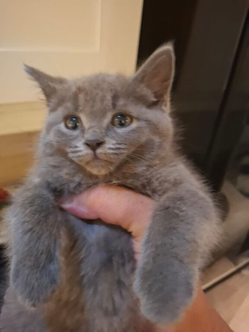Mixed bread kitten