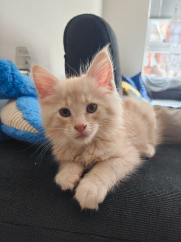 Kitties