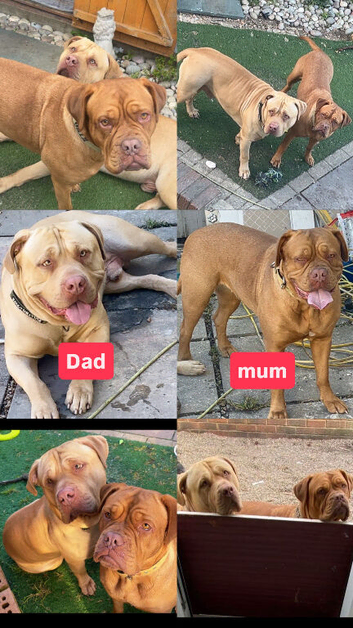 mastiff puppies