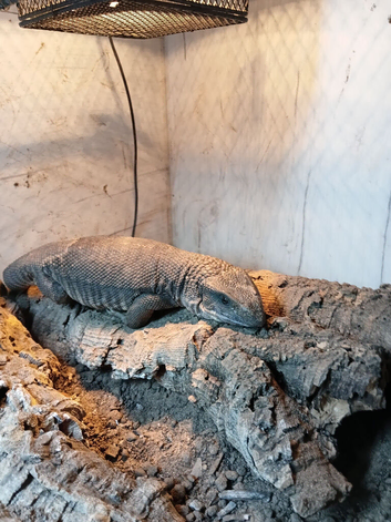 Monty looking for a new home.