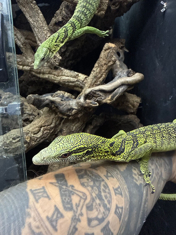 1.1 yellow tree monitor pair
