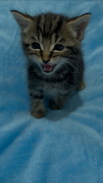 3 Beautiful Tabby Kittens & 1 Black Kitten Available (Ready in 3 Weeks)