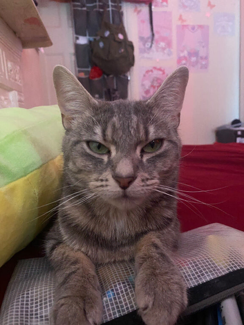 Price negotiable for Mocha