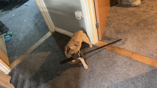 French bulldog