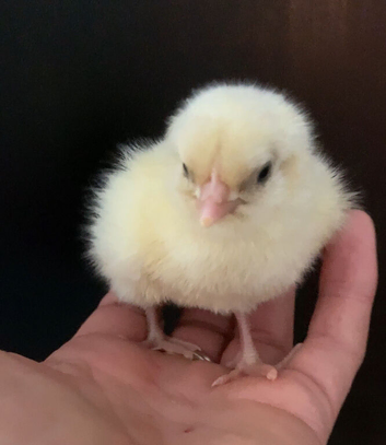 La Bresse Gauloise chicks available 4 days old