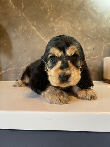 KC registered Show Cocker Spaniels