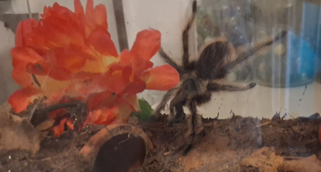 Curly Haired Tarantula