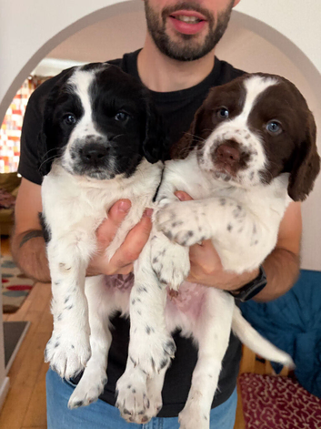 2 Male Sprocker Spaniel puppies for sale