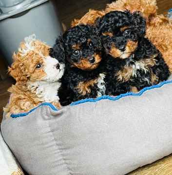 Cavapoo Puppies forsale Ready to leave 22 May 2026