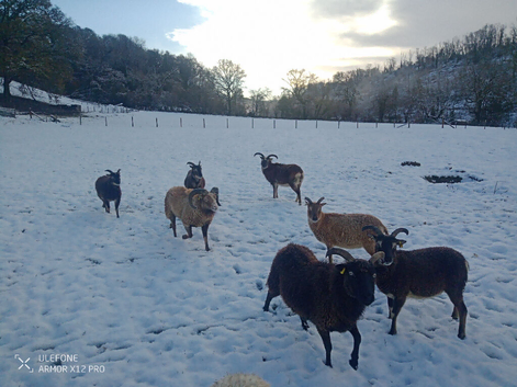 Pedigree registered Soay conservation grazers